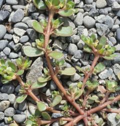 Image: P.B. Heenan © Landcare Research 2014 